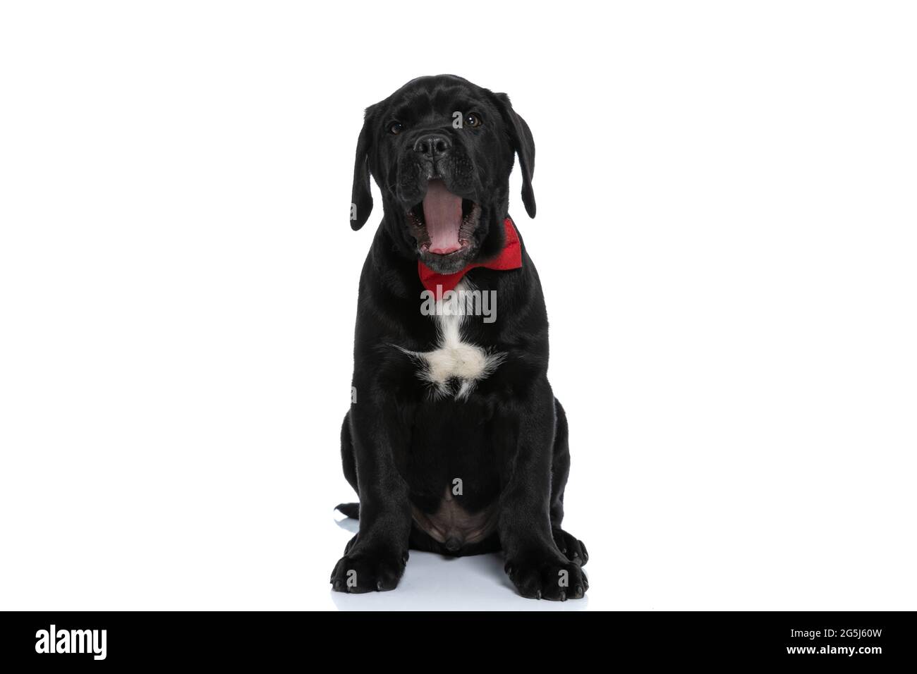 adorabile cane corso canna gridando forte e indossando un bowtie rosso su sfondo bianco Foto Stock