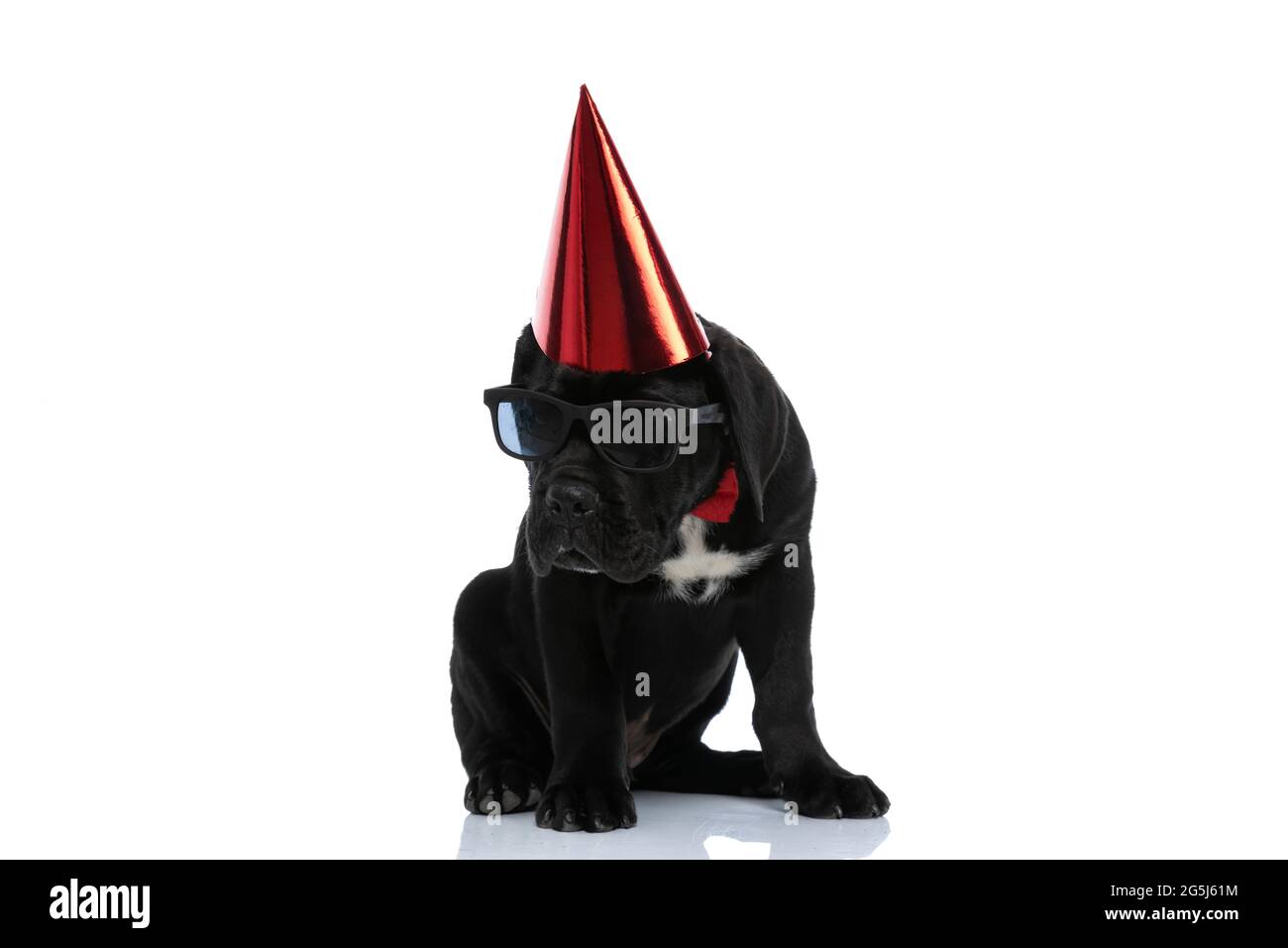 cane fresco di canna corso che indossa occhiali da sole, cappello di compleanno e bowtie su sfondo bianco Foto Stock