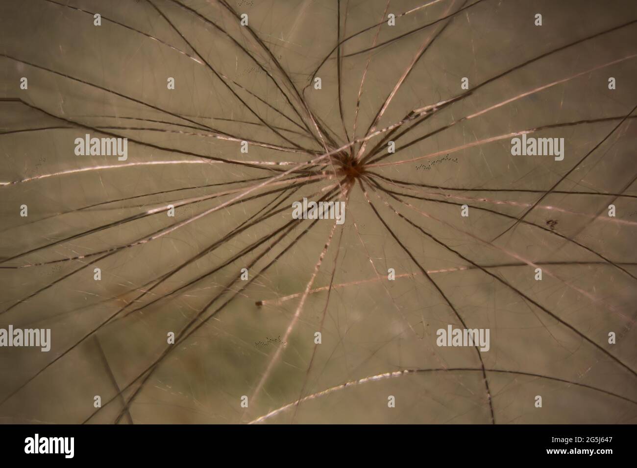 Semi di barba di capra con peli filigranati Foto Stock