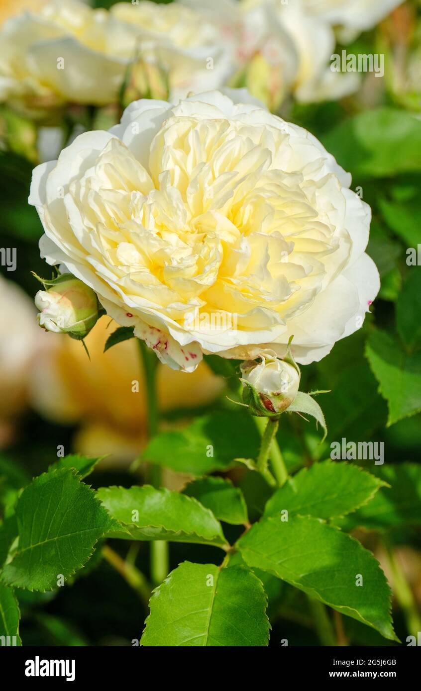 Rosa 'Auswalker', Rosa 'Pilgrim'. Rosa arbusto. Fiore giallo pallido con bordo bianco. Rose "Auswalker", Rose "Pilgrim" Foto Stock
