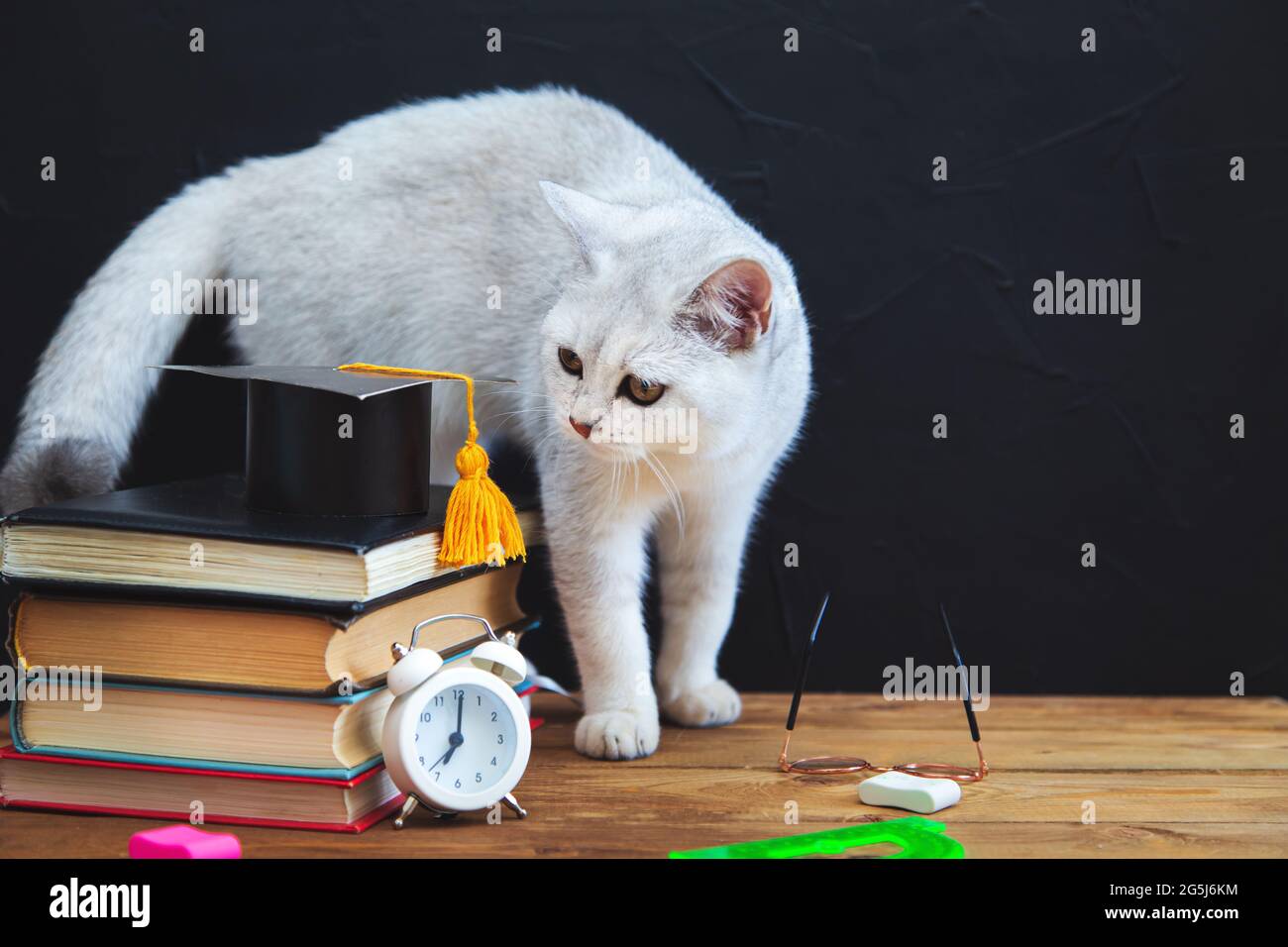 I materiali di studio sono sulla tabella. Il British Shorthair Cat si trova nelle vicinanze. Umorismo. Ritorno a scuola. Concetto di apprendimento e autoistruzione. Foto Stock