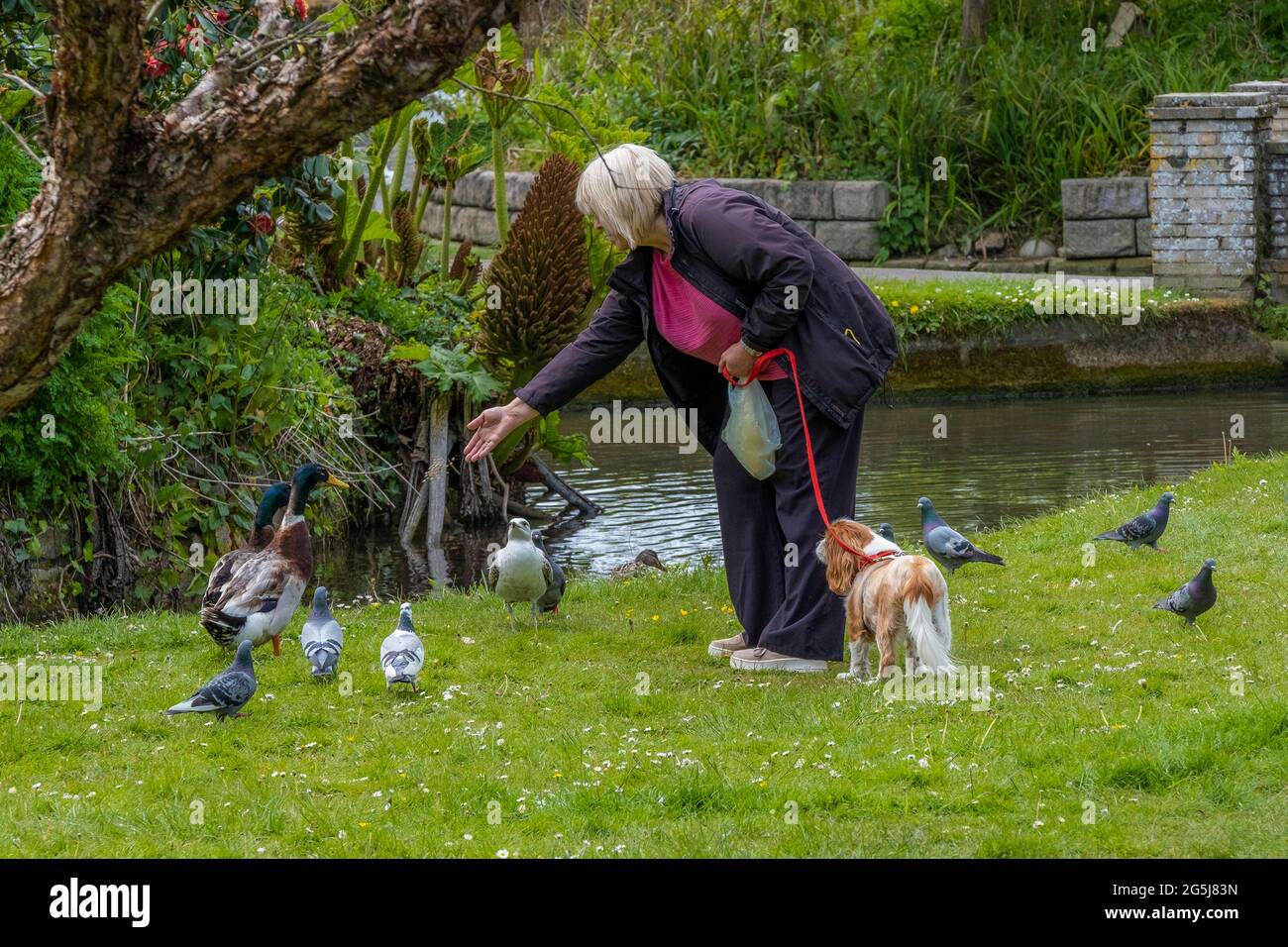Una donna matura che alimenta gli uccelli selvatici a mano. Foto Stock