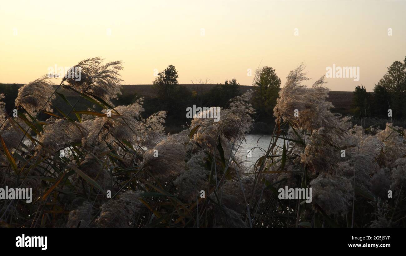 Teste di erba di canna che si appoggiano nel vento. Una bella natura selvaggia scena al tramonto sulla riva del lago in serata. Luce del sole che splende al cenere erboso Foto Stock