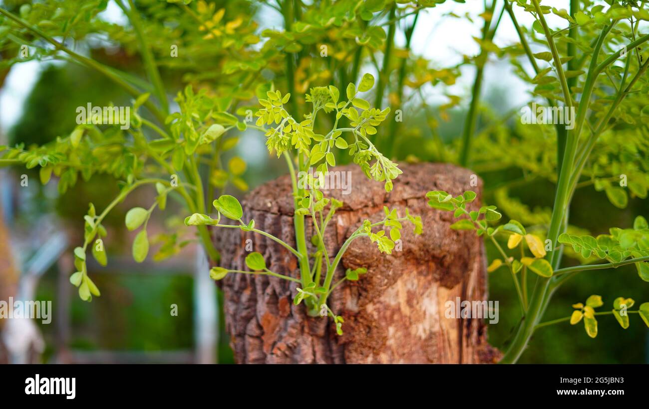 Foglie di Moringa oleifera. Nuove foglie in erba di Moringa o bastone di batteria con tronco tagliato rotondo. Gemme filiali in Springtime. Foto Stock Foglie di Moringa oleifera. Nuove foglie in erba di Moringa o bastone di batteria con tronco tagliato rotondo. Gemme filiali in Springtime. Foto Stock