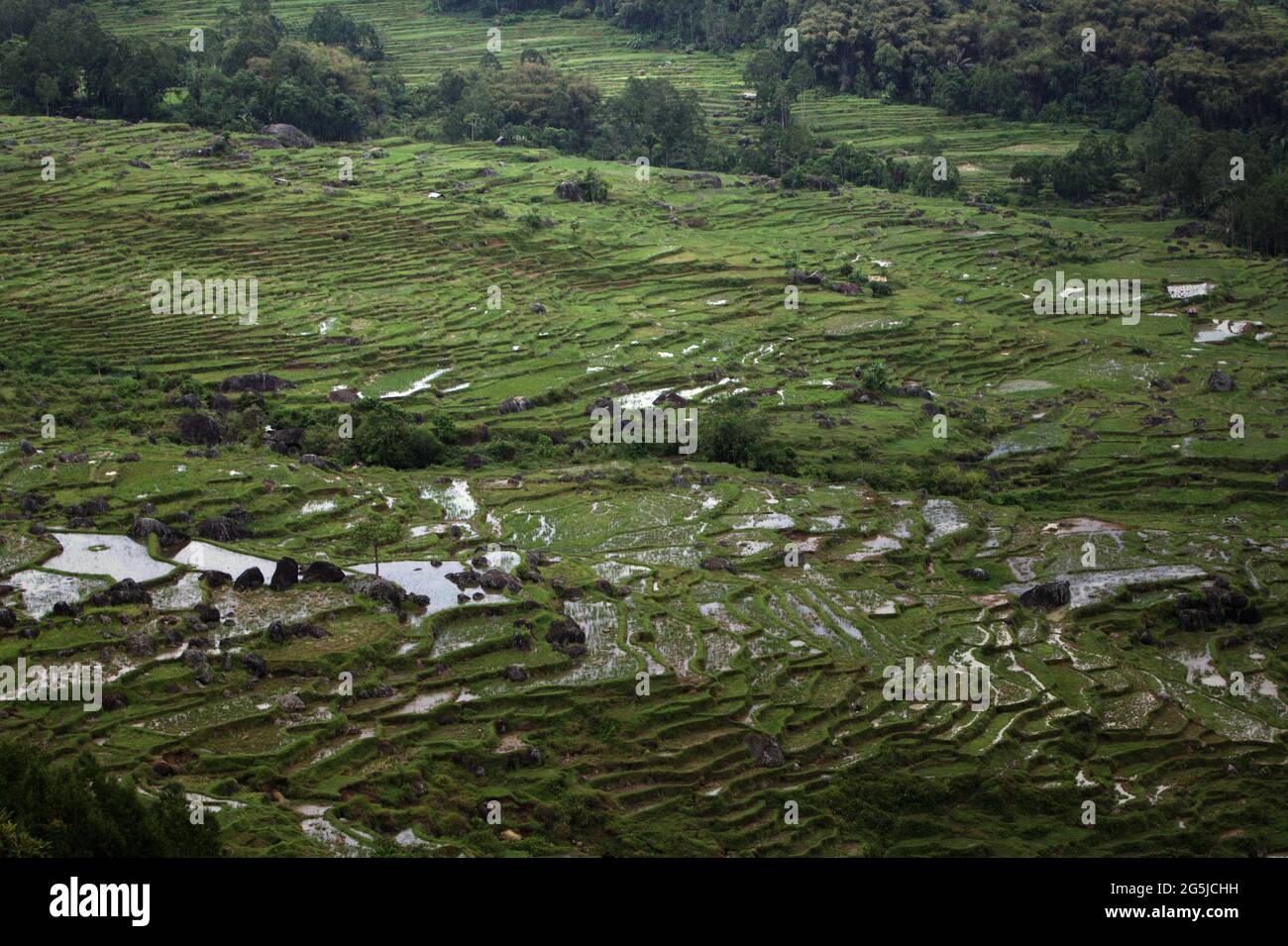 Risaie a Batutumonga, Lempo, Toraja Nord, Sulawesi Sud, Indonesia. Temperature più elevate causate dal riscaldamento globale sono previste per ridurre le rese di raccolto di riso in Indonesia. I cambiamenti nei modelli di El Nino, che influiscono sull'inizio e sulla durata della stagione umida, stanno anche inviando la produzione agricola a uno status vulnerabile. Lo sviluppo di varietà di riso locali nuove, o migliorate, che più resilienti--riecheggiando gli studi recenti in altri paesi--potrebbe essere una delle chiavi da mitigare. Foto Stock