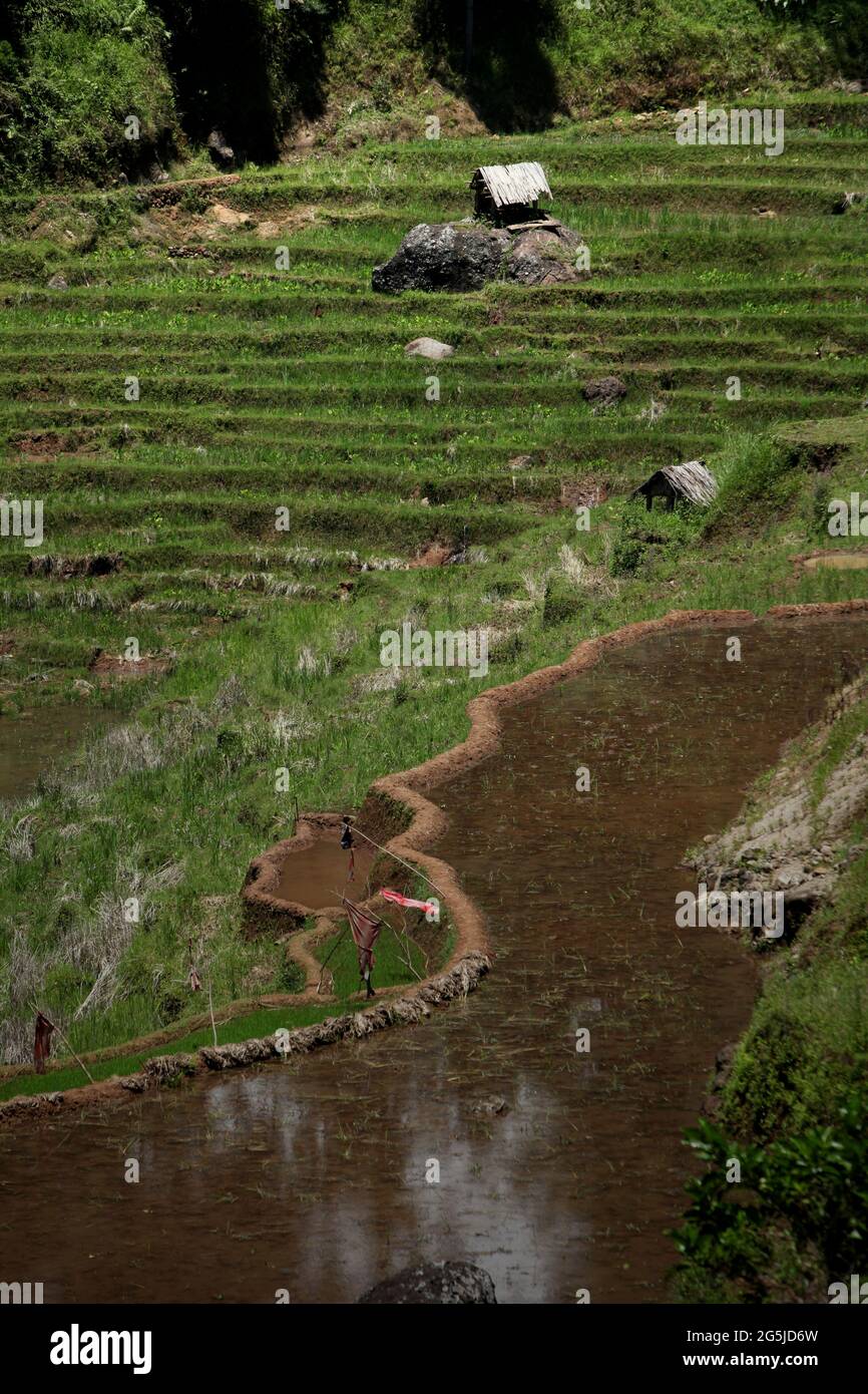 Risaie in un giorno secco in ottobre a Kurra, Tana Toraja, Sulawesi del Sud, Indonesia. Temperature più elevate causate dal riscaldamento globale sono previste per ridurre le rese di raccolto di riso in Indonesia. I cambiamenti nei modelli di El Nino, che influiscono sull'inizio e sulla durata della stagione umida, stanno anche inviando la produzione agricola a uno status vulnerabile. Lo sviluppo di varietà di riso locali nuove, o migliorate, che più resilienti--riecheggiando gli studi recenti in altri paesi--potrebbe essere una delle chiavi da mitigare. Foto Stock
