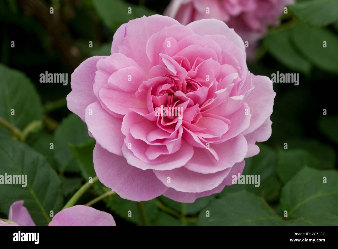 Rosa "Maid Marion" Foto Stock