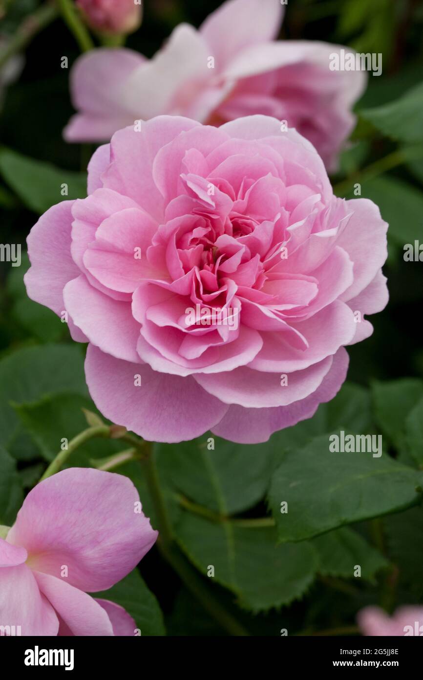 Rosa "Maid Marion" Foto Stock