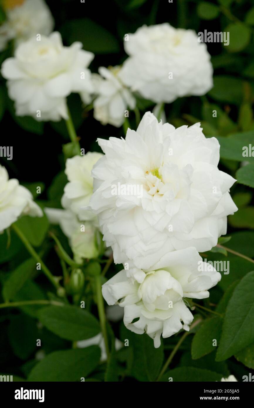 Rosa 'Susan Williams-Ellis' Foto Stock