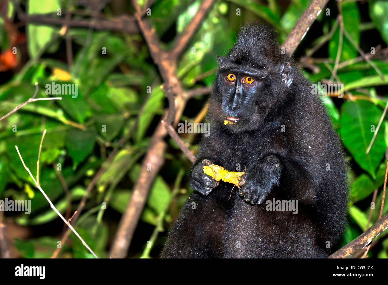 Macaque, Celebes Crested Macaque, Crested Black Macaque, Macaca nigra, Tangkoko Riserva Naturale, Nord Sulawesi, Indonesia, Asia Foto Stock