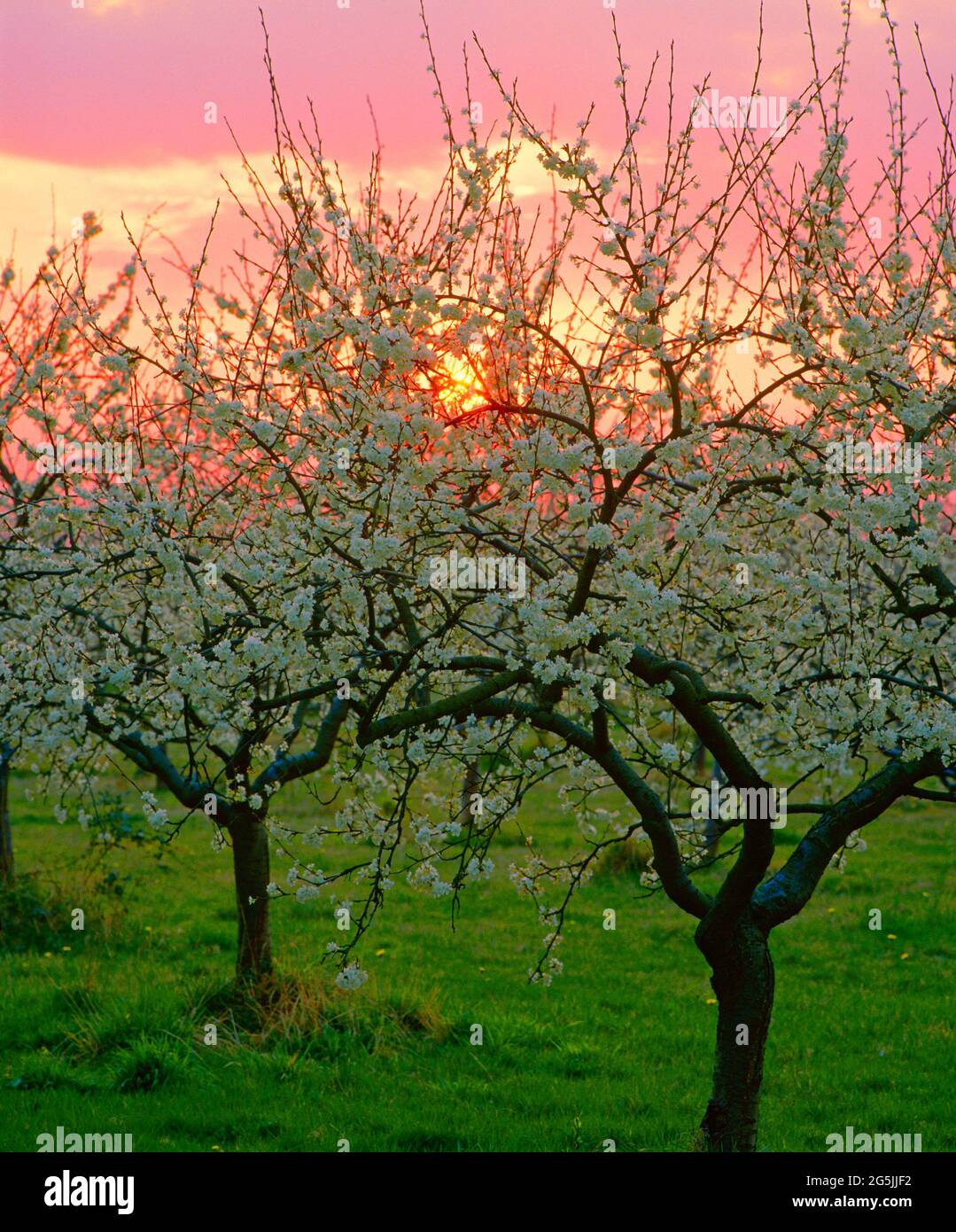frutteto di mele, tramonto, Foto Stock