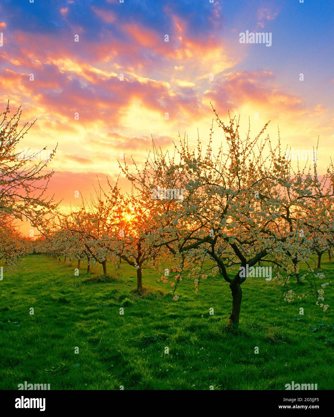 frutteto di mele, fiore di primavera, tramonto, Foto Stock