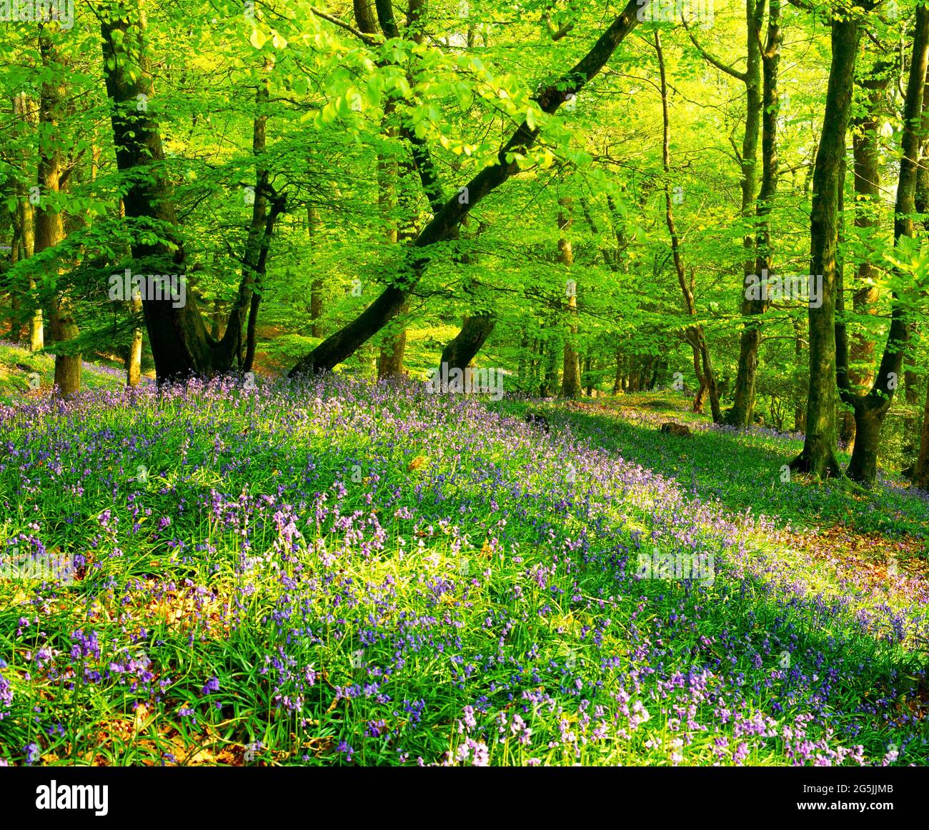 bluebell wood, primavera, Foto Stock