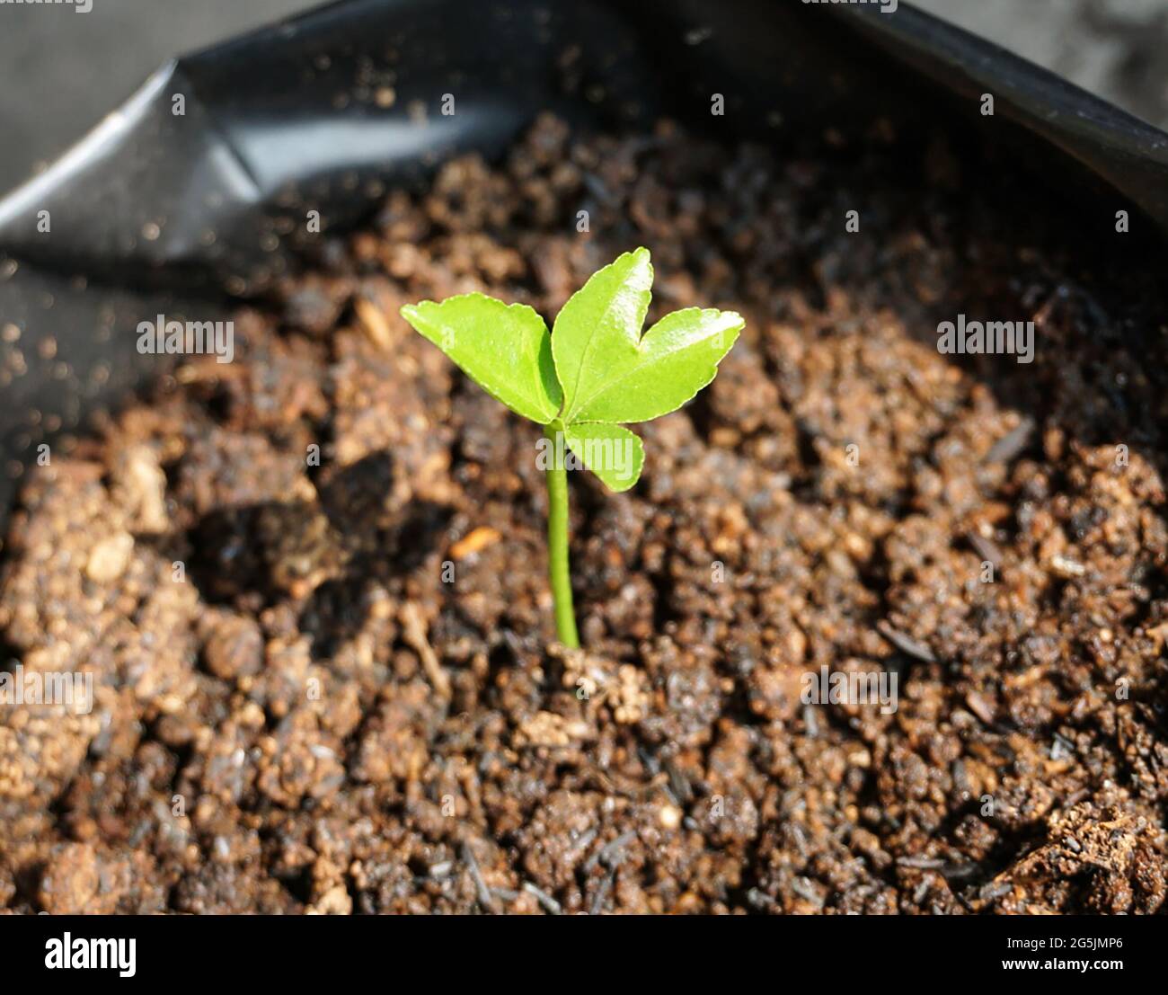 Immagini delle piante del bambino illuminate dal sole Foto Stock