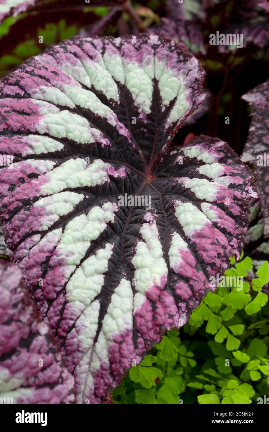 Begonia 'fuochi d'artificio' Foto Stock