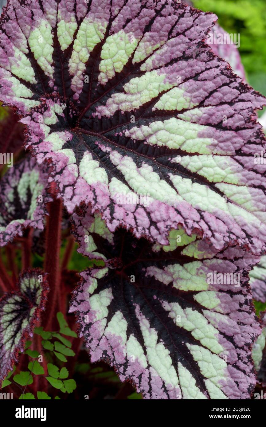 Begonia 'fuochi d'artificio' Foto Stock