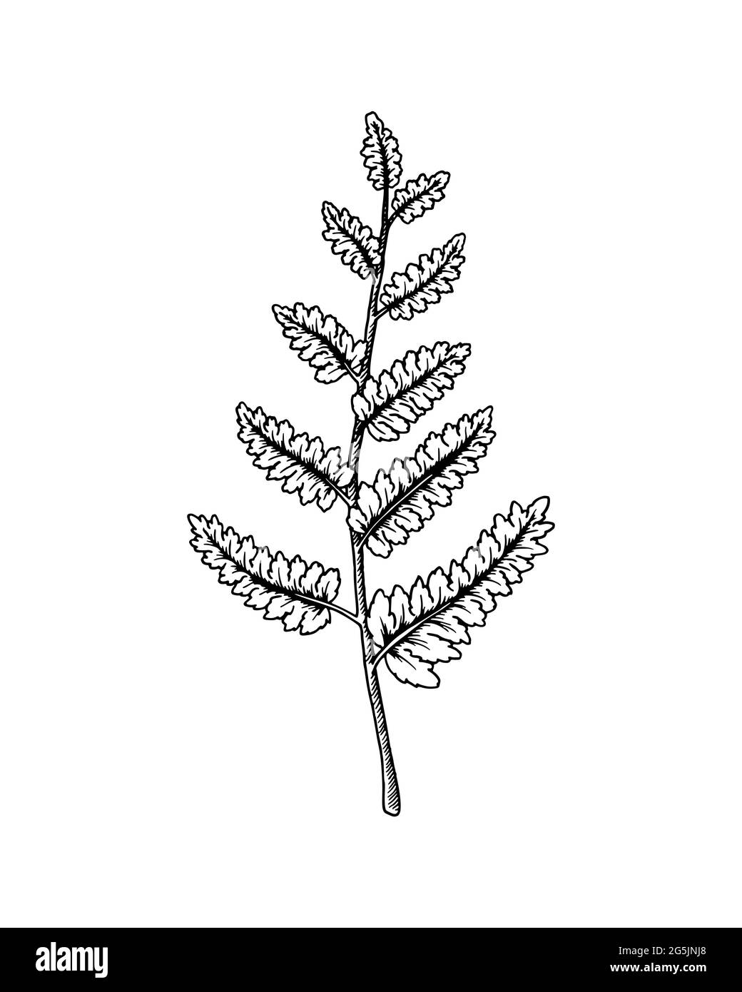 Ramo di felce disegnato a mano isolato su sfondo bianco. Illustrazione vettoriale nello stile di schizzo Illustrazione Vettoriale