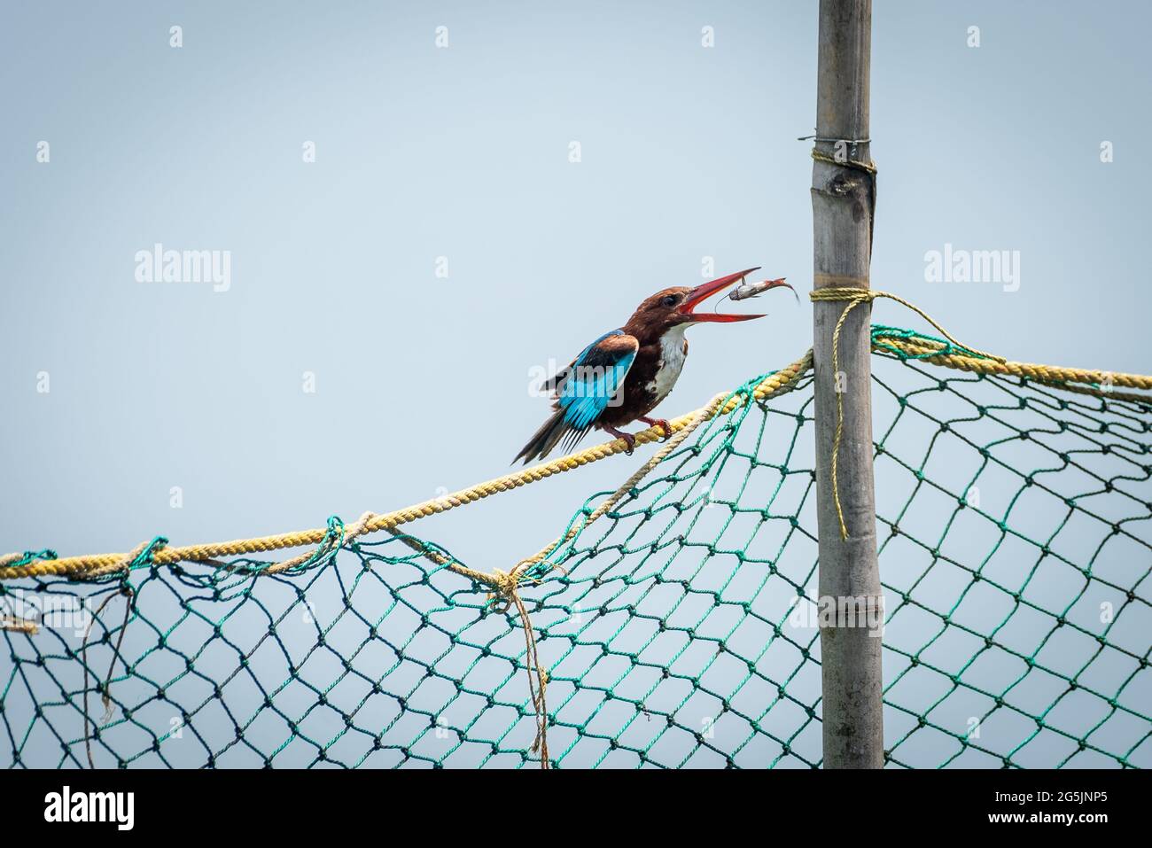 Un Martin pescatore bianco che giocola la sua cattura Foto Stock