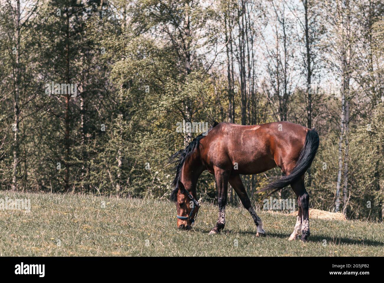 Magnifico bruno aggraziato, cavallo di castagno in campo prato. Il cavallo mangia l'erba. Tranquilla campagna scene.Summer o primavera soleggiata day.toned. Foto Stock