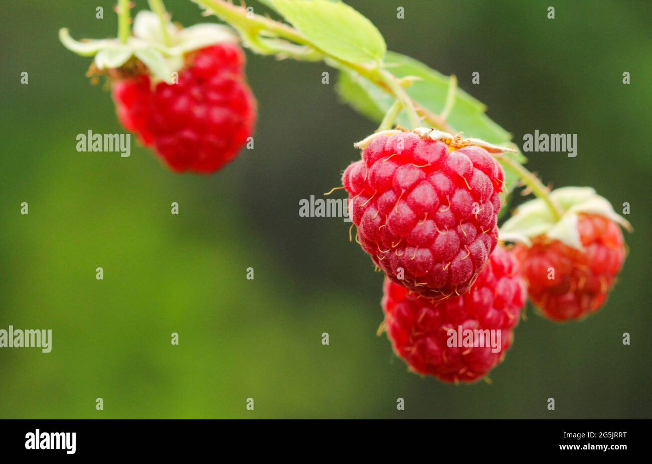 Lamponi rossi in estate su un ramo nel giardino Foto Stock
