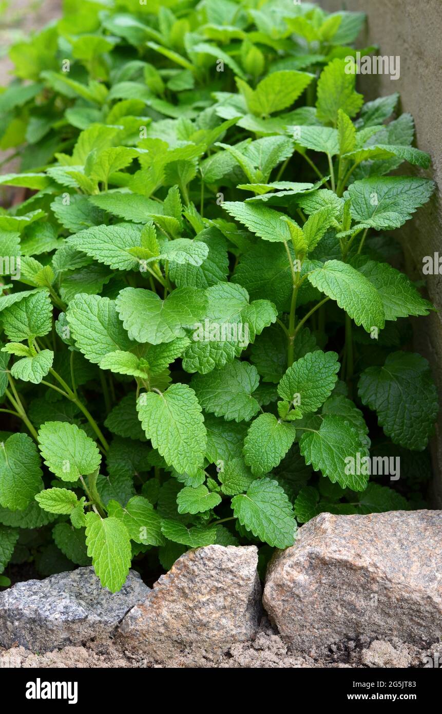 Balsamo al limone o Melissa officinalis - erbe aromatiche perenni. Piante medicinali e miele. Foto Stock