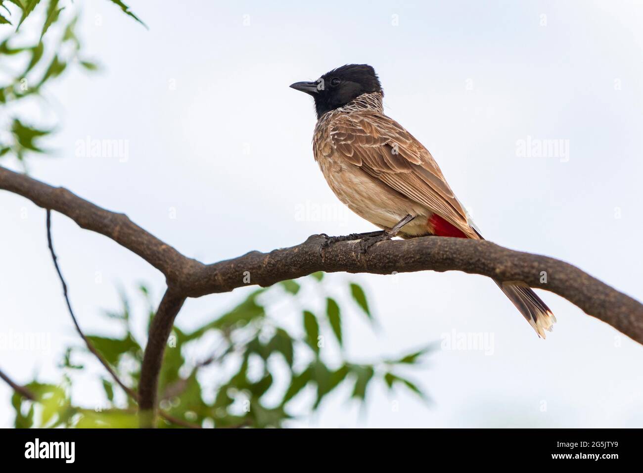 Bulbul (Pycnonotus cafer) con sfiato rosso che si trova sul ramo dell'albero. Foto Stock