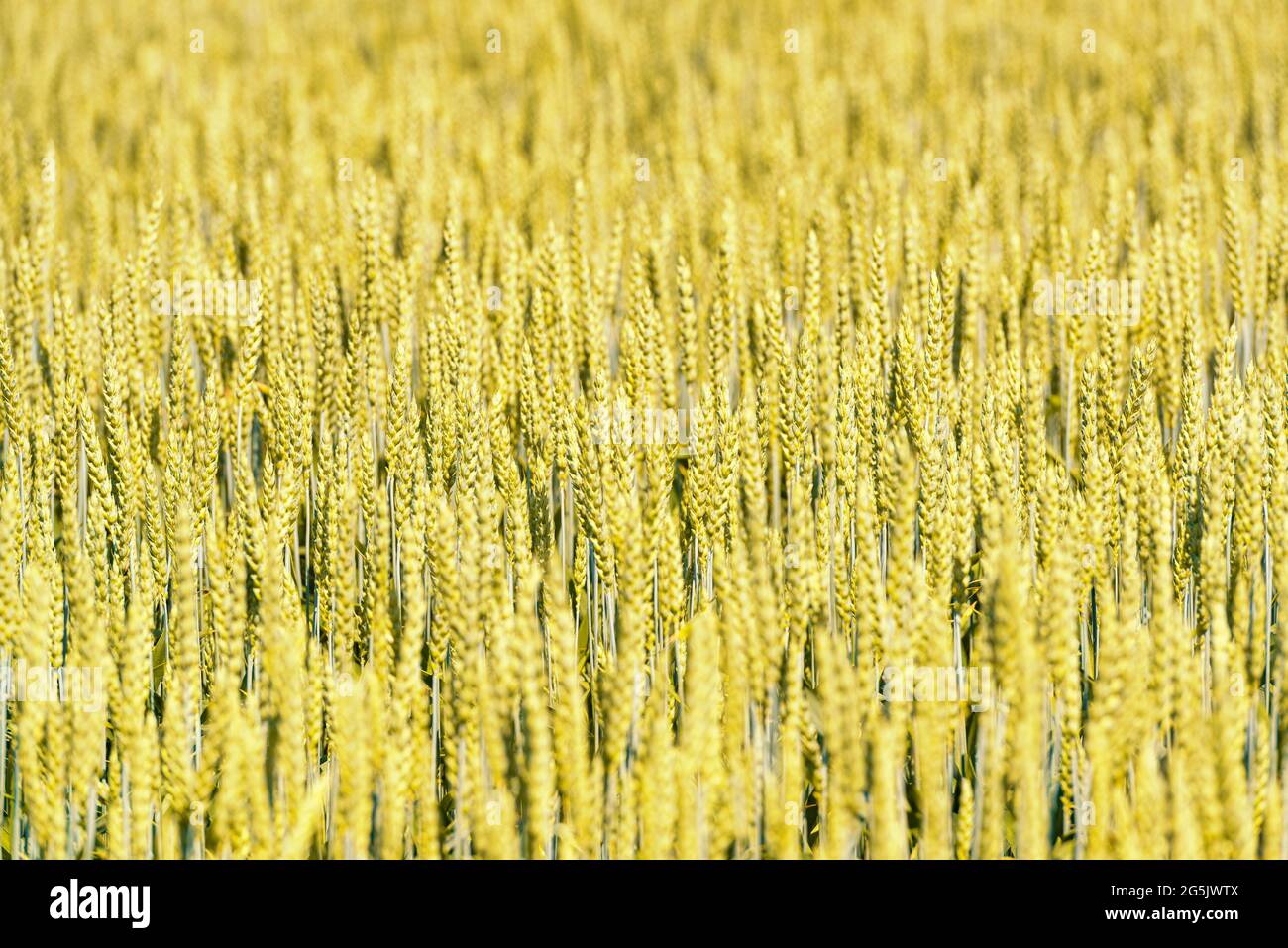 Sfondo del campo di segale con messa a fuoco selettiva. Campo di segale dorato Foto Stock