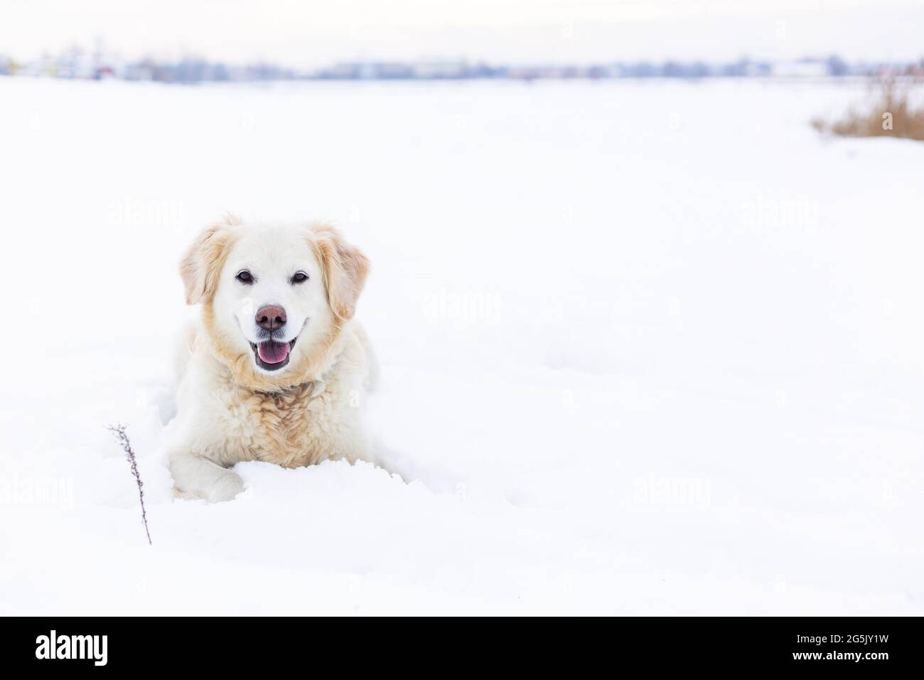 Il grande cane labrador Retriever nel paesaggio invernale giace nella neve in deriva. Foto Stock