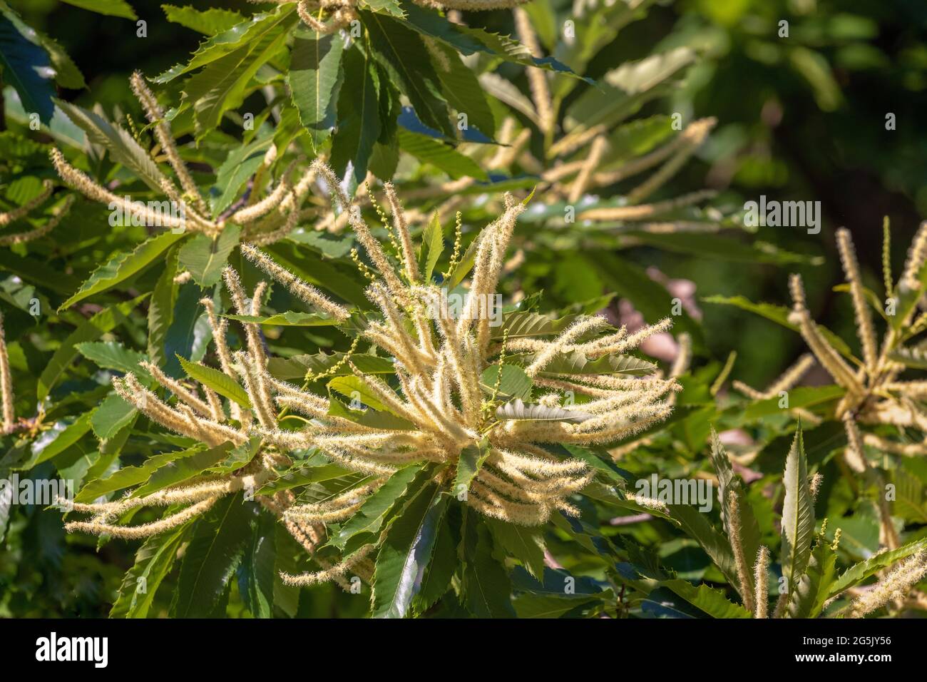I fiori di Castanea sativa, la castagna dolce Foto Stock