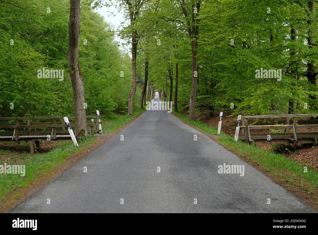 Prospettiva del punto di fuga - strada vuota attraverso una foresta Foto Stock
