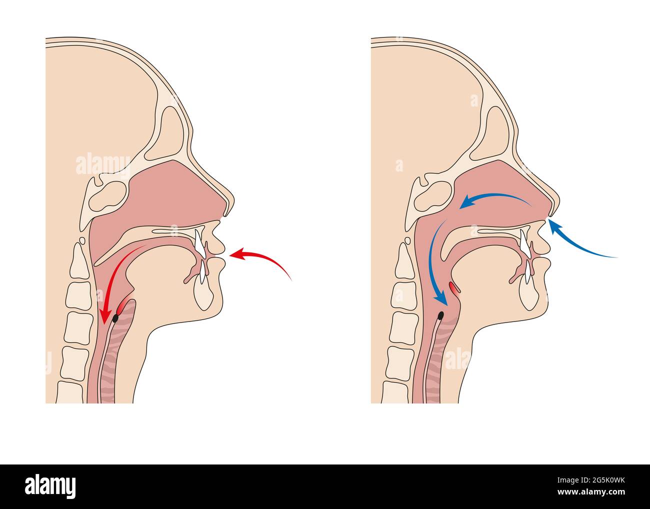 Anatomia trachea e esofago Foto Stock