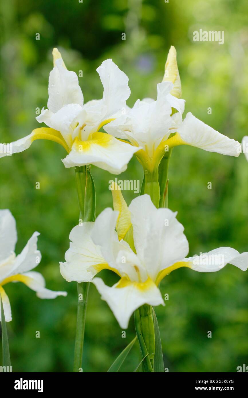 Iris sanguinea 'Stow Queen'.Siberian iris 'Stow Queen mostra caratteristici fiori bianchi con gole gialle. Foto Stock