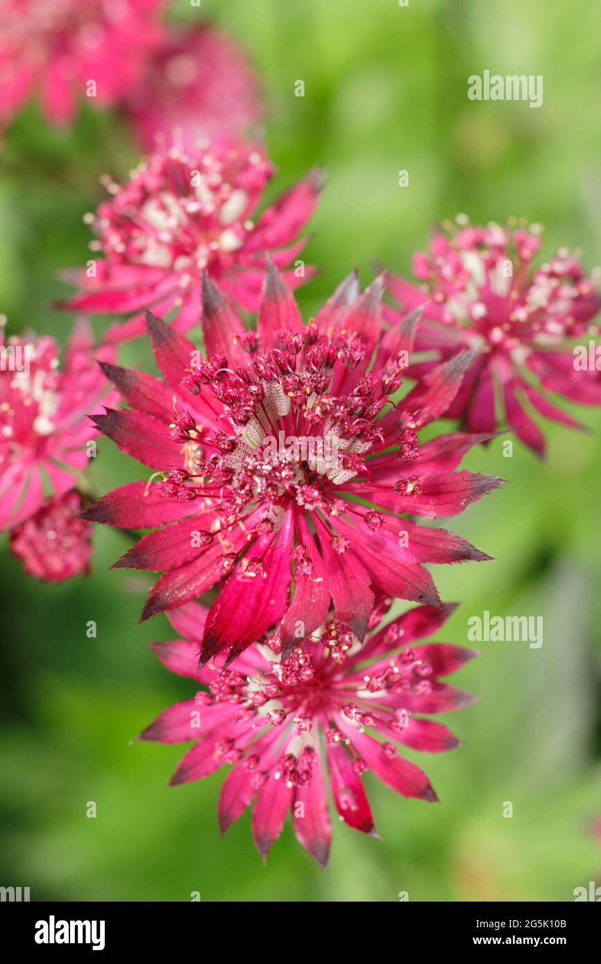 Astrantia Major 'Gill Richardson' che mostra le caratteristiche acche e bracche cremisi profondi. Gruppo Masterwort Gill Richardson Foto Stock