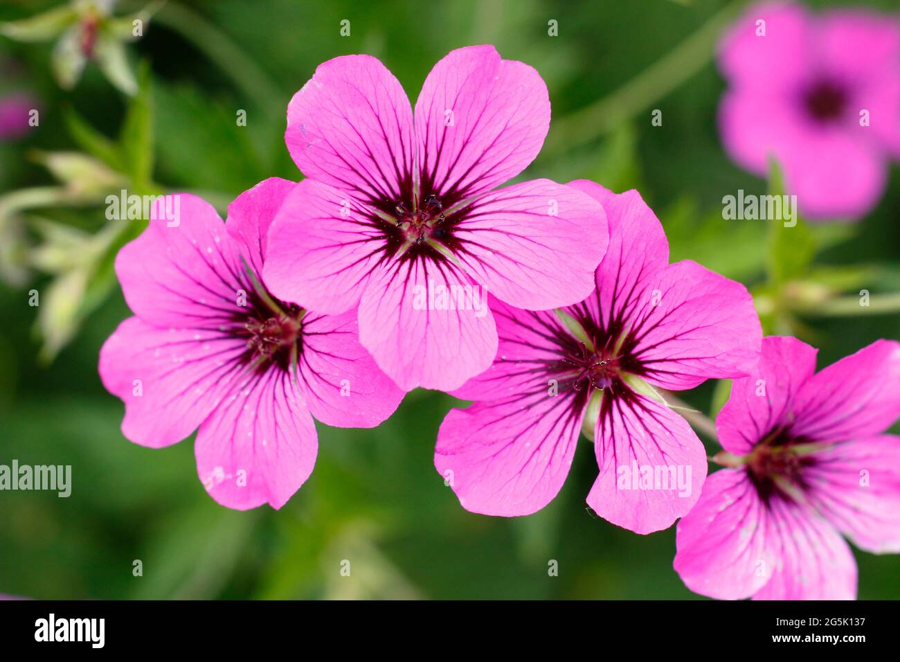 Geranio 'Patricia' che mostra caratteristiche fioritura rosa profondo Foto Stock