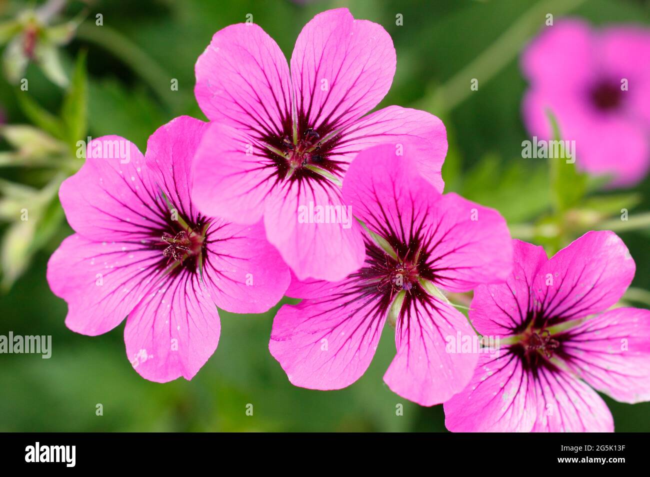 Geranio 'Patricia' che mostra caratteristiche fioritura rosa profondo Foto Stock