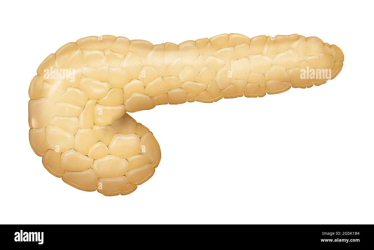 Illustrazione del pancreas umano Foto Stock