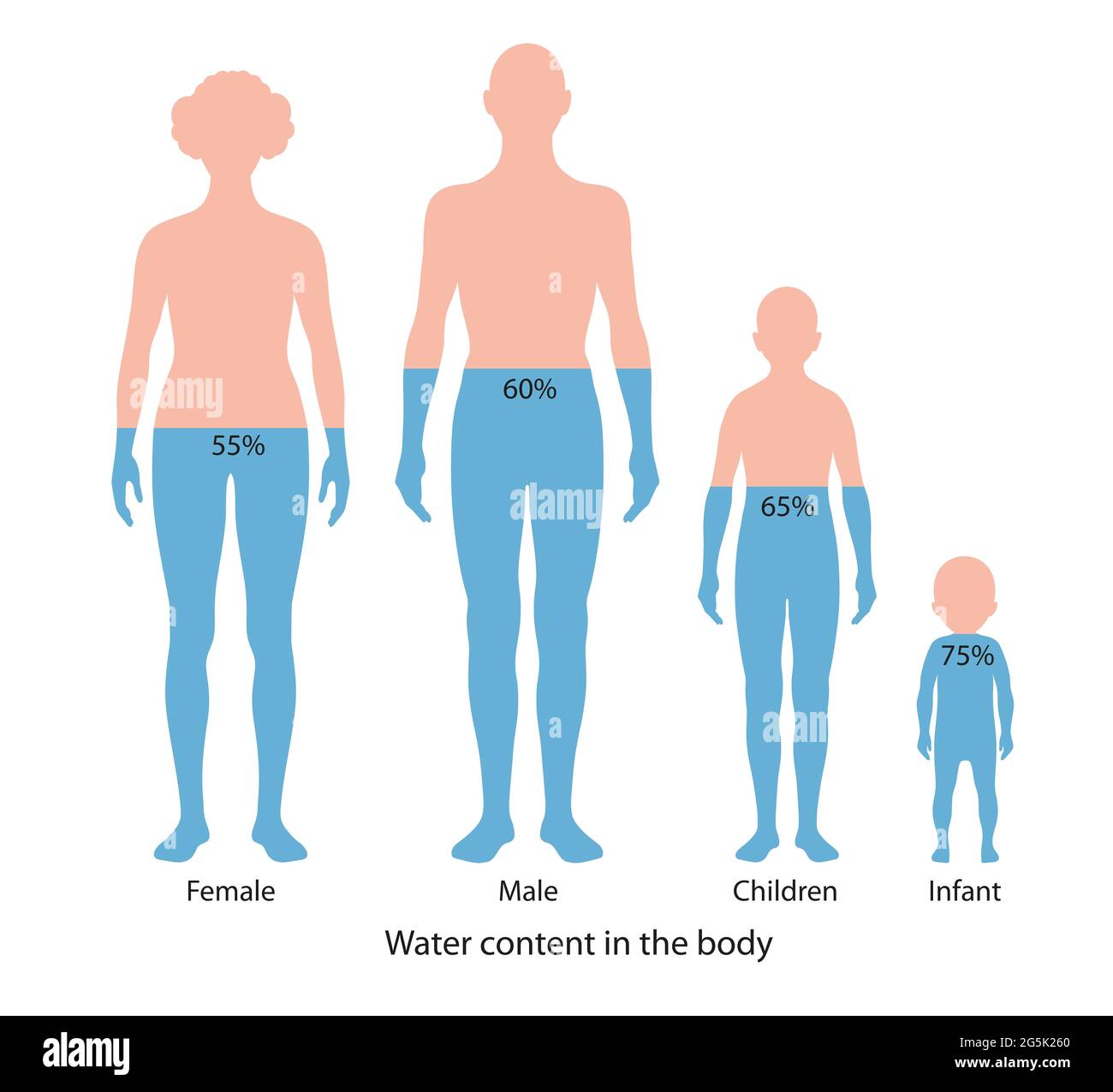 Contenuto di acqua nel corpo umano. Diagramma Foto Stock