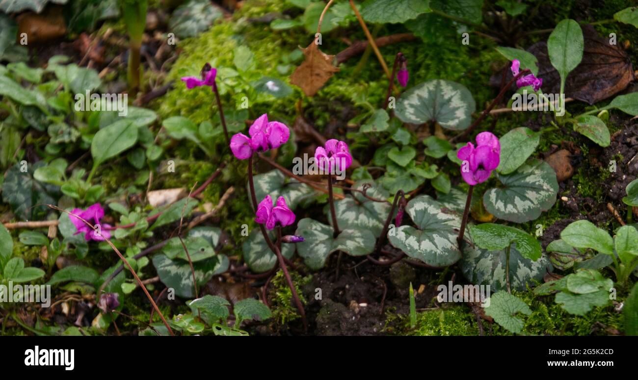 Ciclamino invernale, ciclamino invernale magenta in fiore gennaio UK Foto Stock
