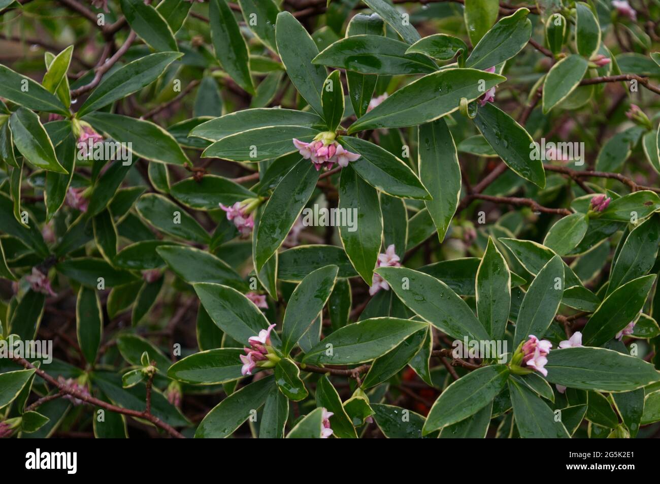 Daphne odora aureomarginata, arbusto fiorito invernale in fioritura gennaio Regno Unito Foto Stock
