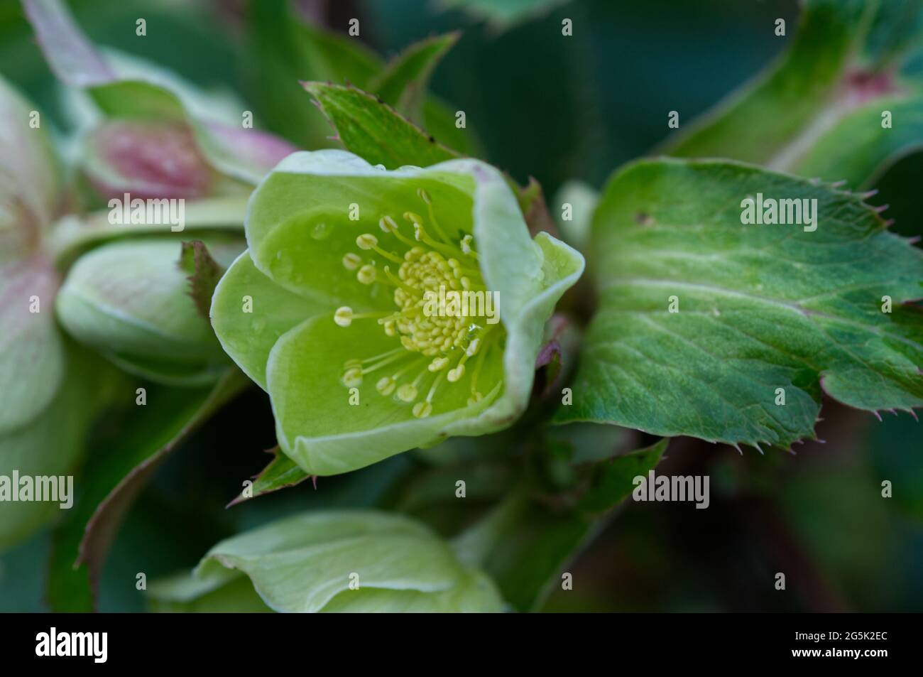 Inverno fioritura Helleborus x sternii - ellebore - piante in fiore, gennaio UK Foto Stock