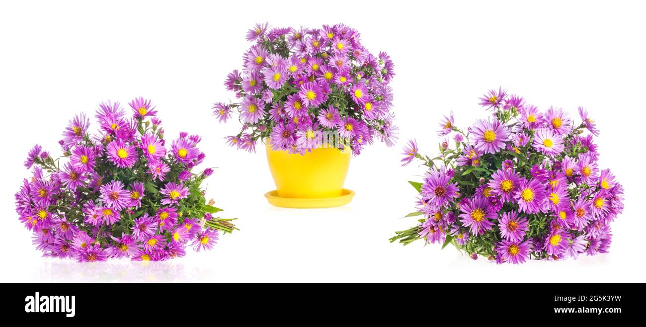 Collezioni di fiori viola autunnali isolati su sfondo bianco Alpine aster Foto Stock