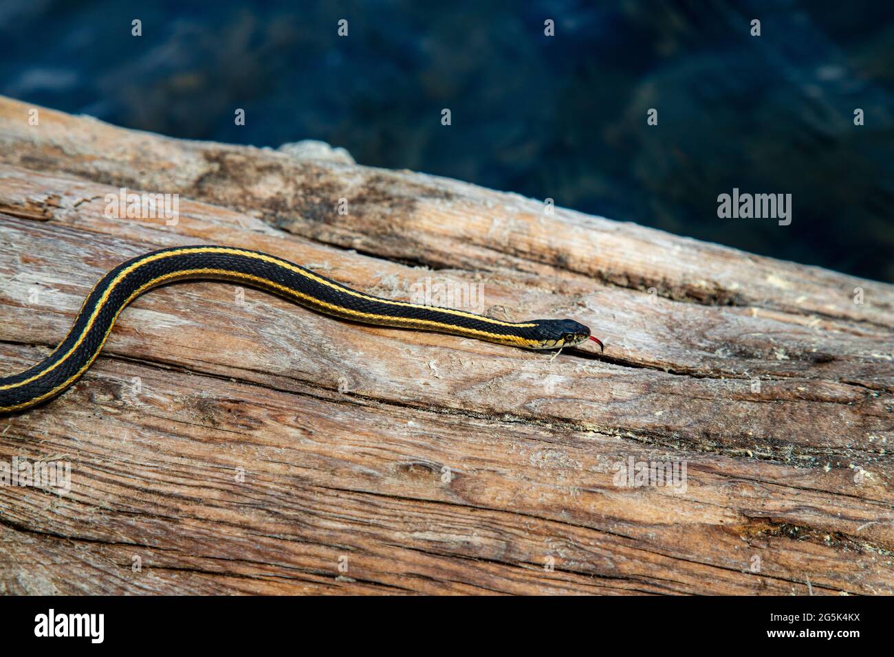 Thamnophis elegans, fotografato su un tronco d'acqua al Crater Lake nella Lassen National Forest. Foto Stock