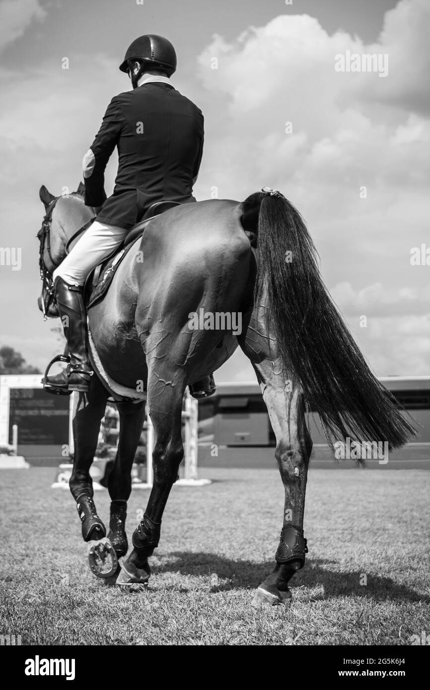 Bianco e nero Sport equestri a tema fotografico: Salto a cavallo, salto con spettacolo, equitazione. Foto Stock