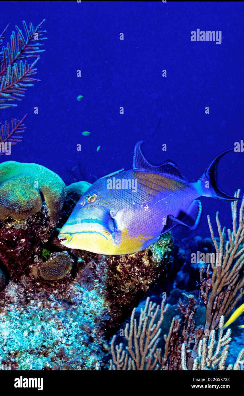 Letto di guardia di triggerfish regina, Provo, Turks e Caicos isole Foto Stock