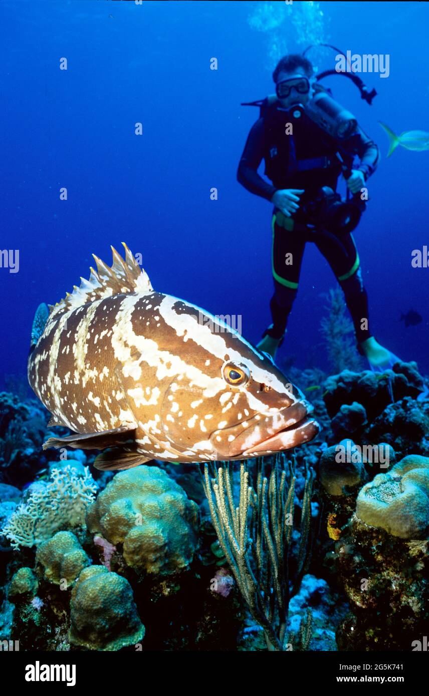 Nassau grouper, subacqueo con fotocamera dietro, Provo, Turks e Caicos Isole Foto Stock