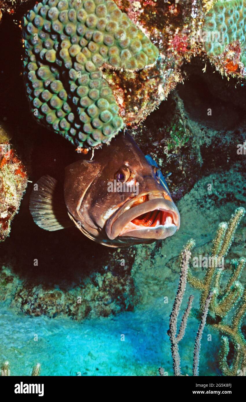 Grande cernia a bocca aperta sotto le isole di corallo, Provo, Turks e Caicos Foto Stock