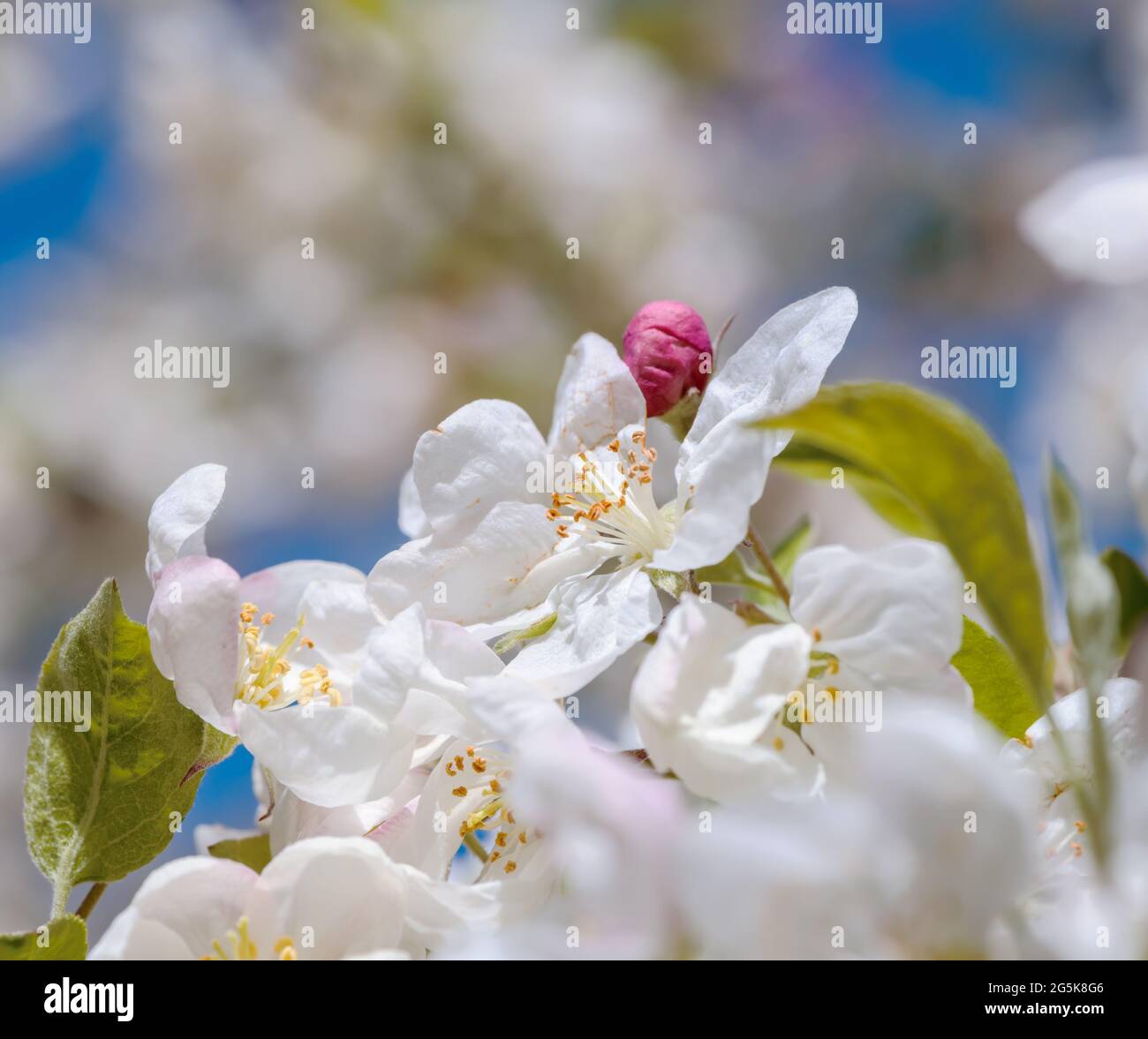 Primavera - albero di mele fiorito con fiori bianchi. Foto Stock