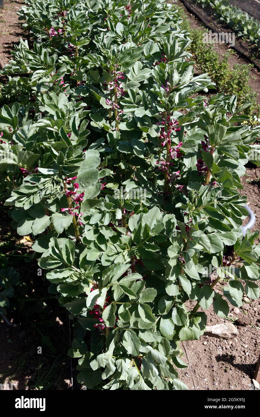 VICIA FABA. CRIMSON FIORÌ FAGIOLO LARGO Foto Stock