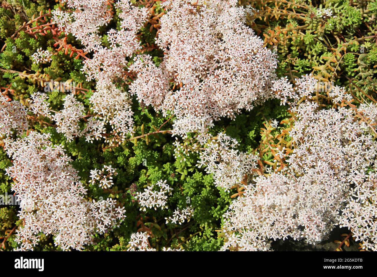 Closeup di copertura in fiore pianta bianco stonecrop (album sedum) su rocce di pietra in giardino tedesco Foto Stock