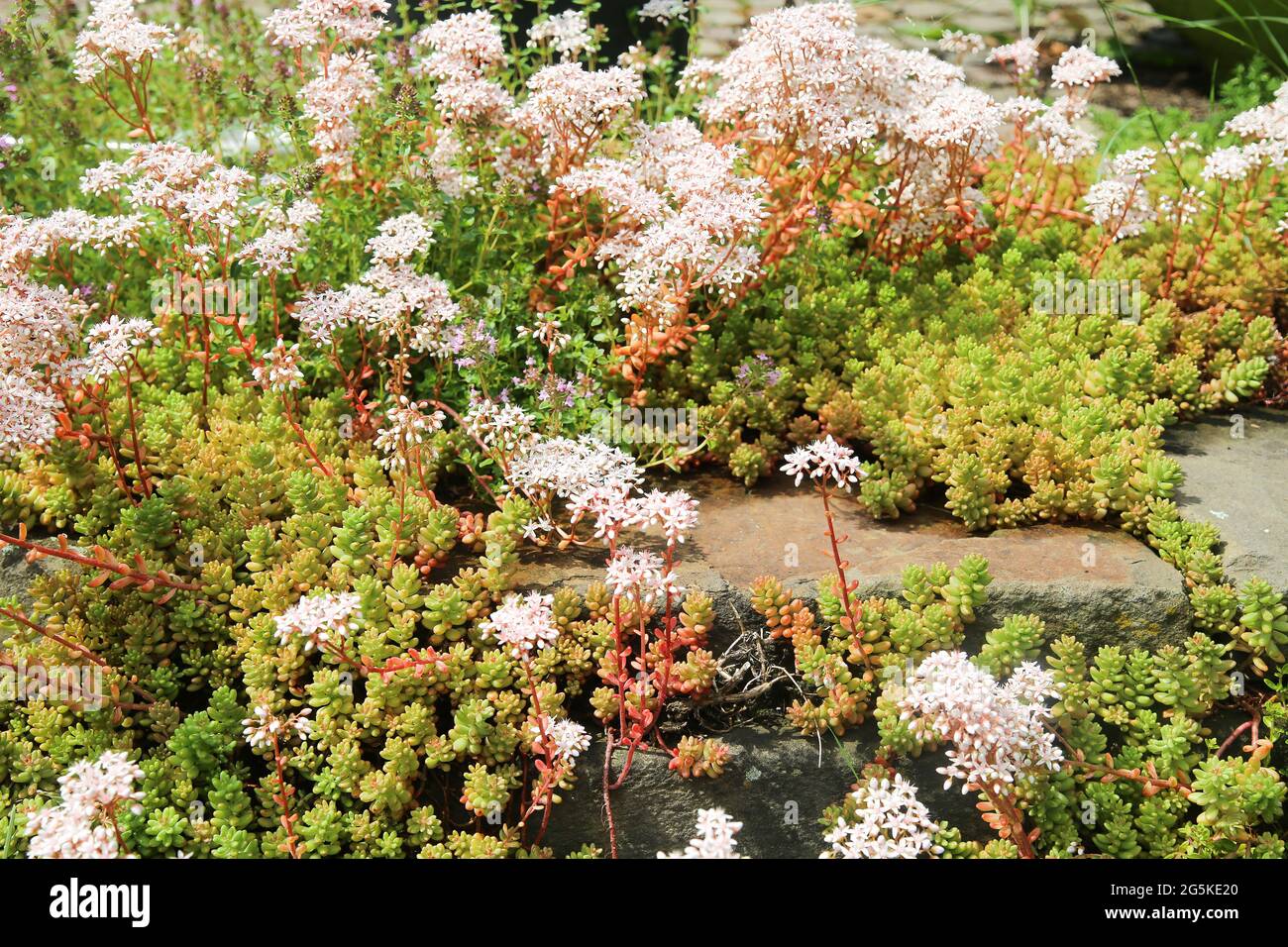Closeup di copertura in fiore pianta bianco stonecrop (album sedum) su rocce di pietra in giardino tedesco Foto Stock